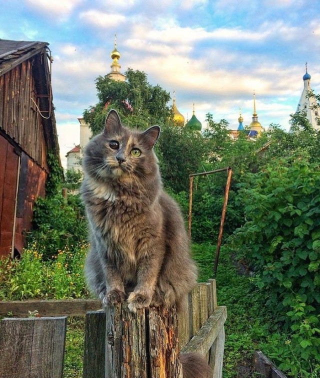 Прикольных котов пост