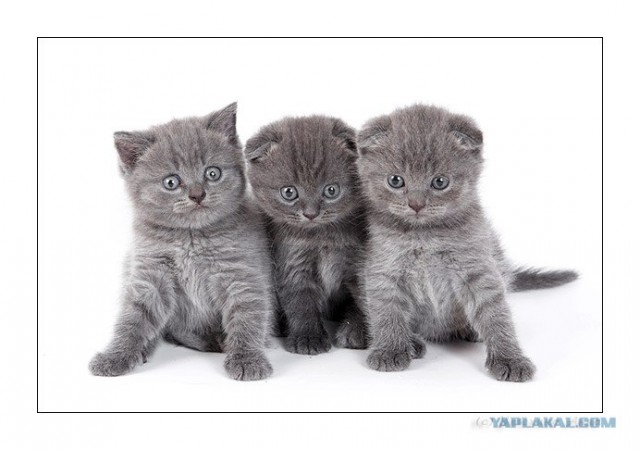 Первый котовторник июля