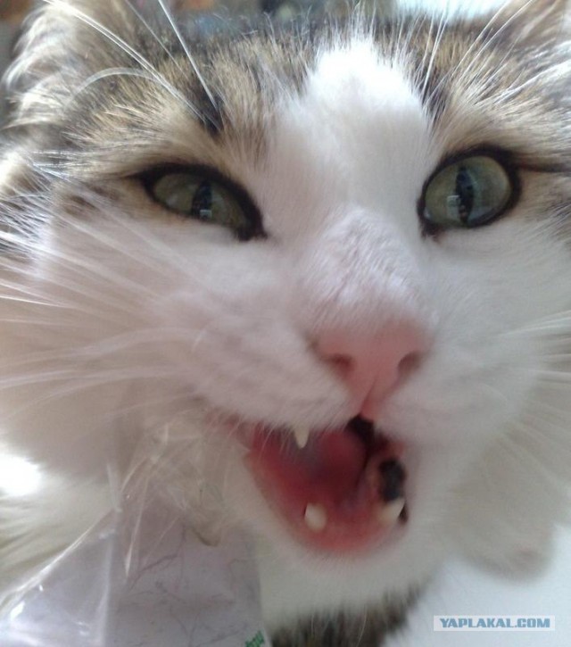 С котовторником !
