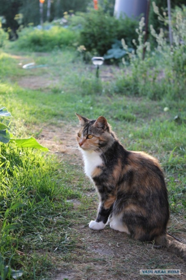 Котовторник 27.03.2012