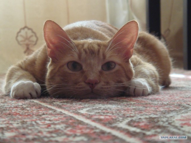 Котовторник  от 3.04.2012