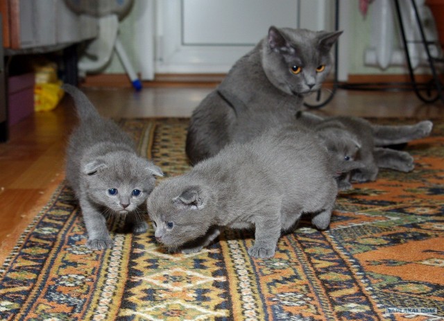 Котовторник 24.04.2012