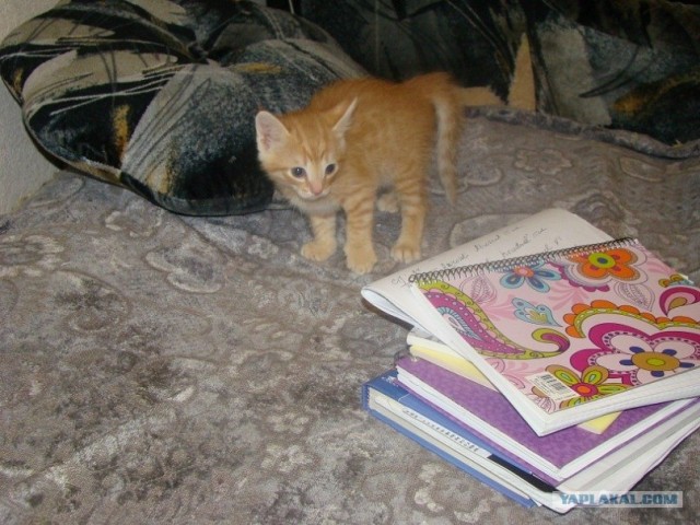 Котовторник 8 мая 2012