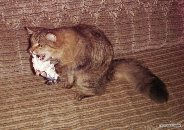 Котовторник (15.05.2012)