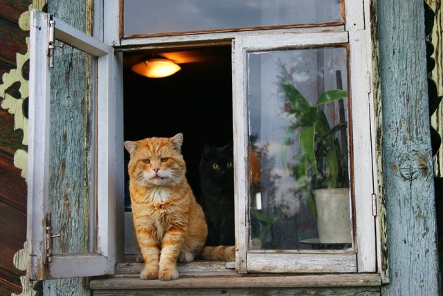 Котовторник  28.08.12