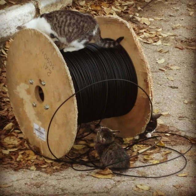 Живность из сети