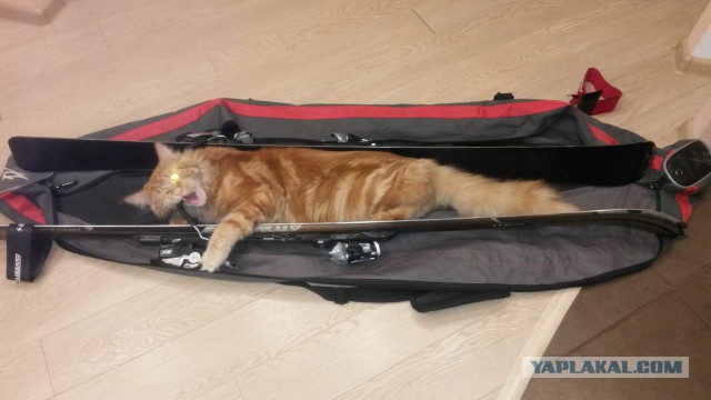 Котовторник 29.01.2019!