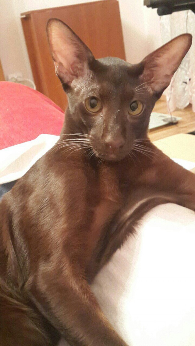 Забавные фото котеек