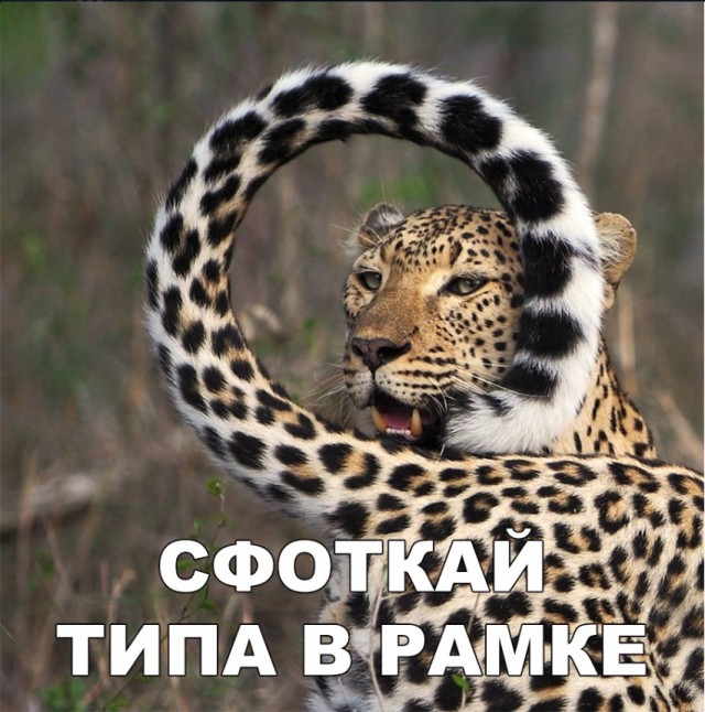 Дикий котовторник
