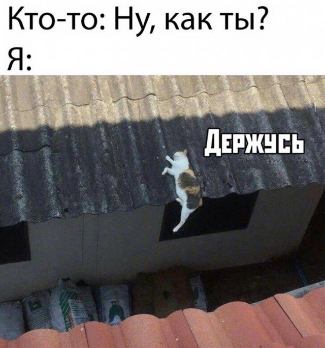 Гуляет Алиса по шахматным клеткам, или шоколадка за нольпятку