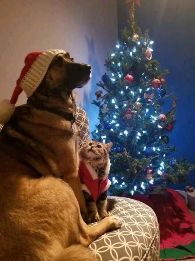 Уже не котовторник, но еще и не собакочетверг