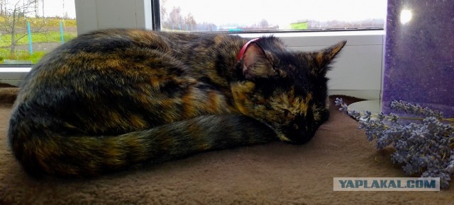 Котовторник *новогодний* 31/12/2019