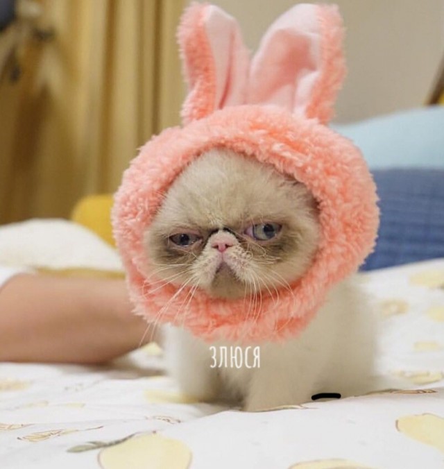 Котофеев пост