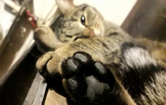 Ну, с котовторником!