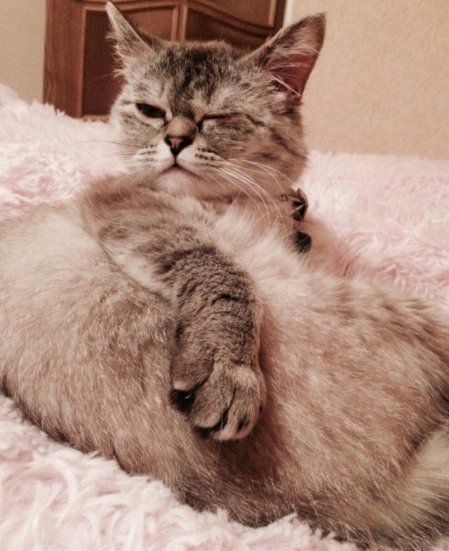 Эти забавные животные