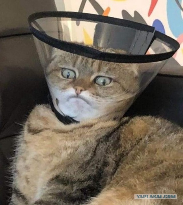 Котовторник?! Коты во вторник!