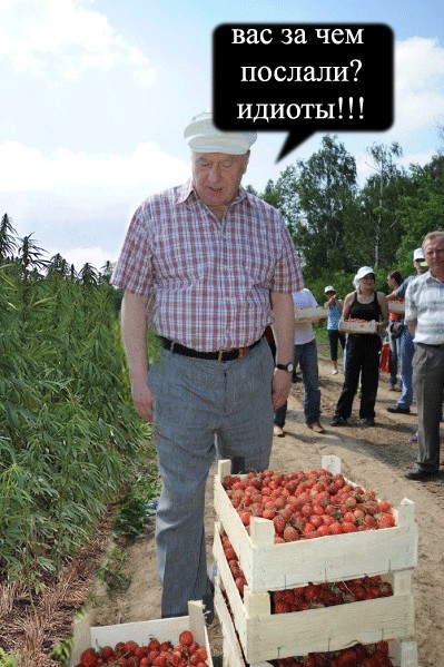 Как Жириновский на клубнике был
