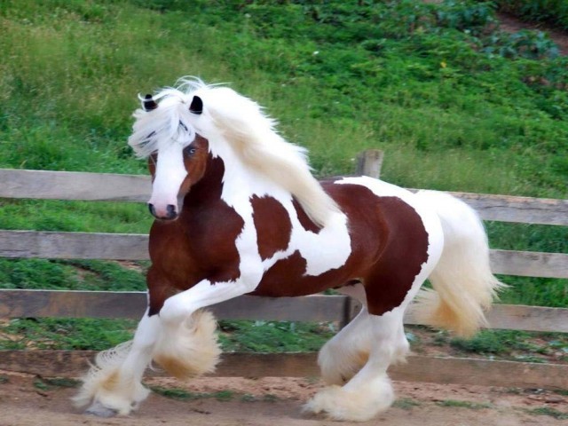 Эти забавные животные