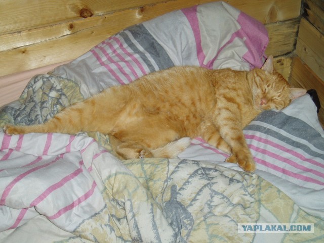 Котовторник 13.10.2020