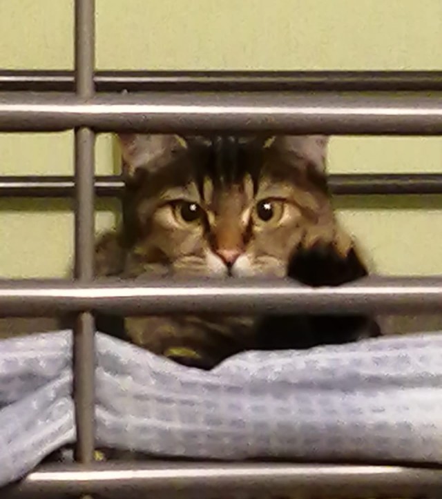 Котаны со странностями