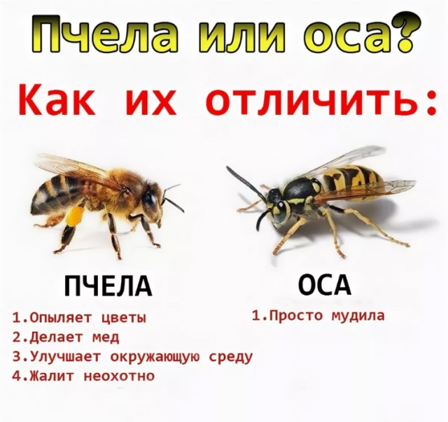 Почти доел