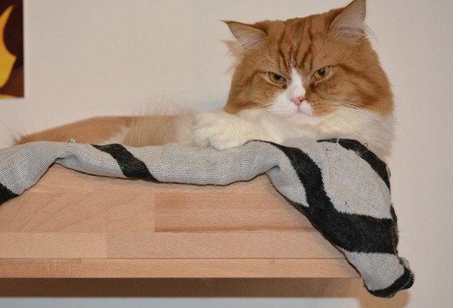 Кот, который не любит Новый год