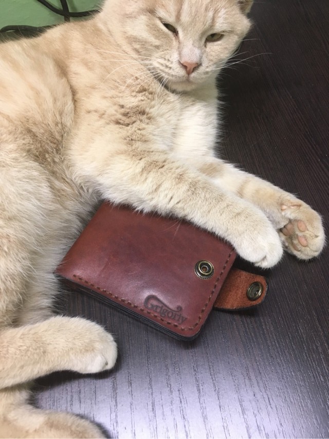 Котовторник. Добавляйте своих