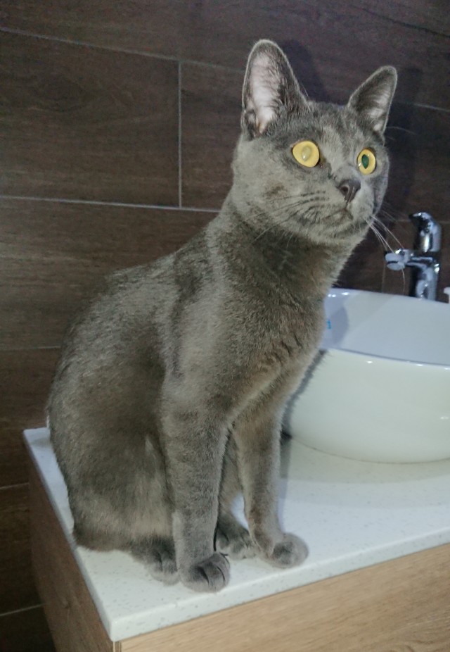 Вторник. Кото-вторник...