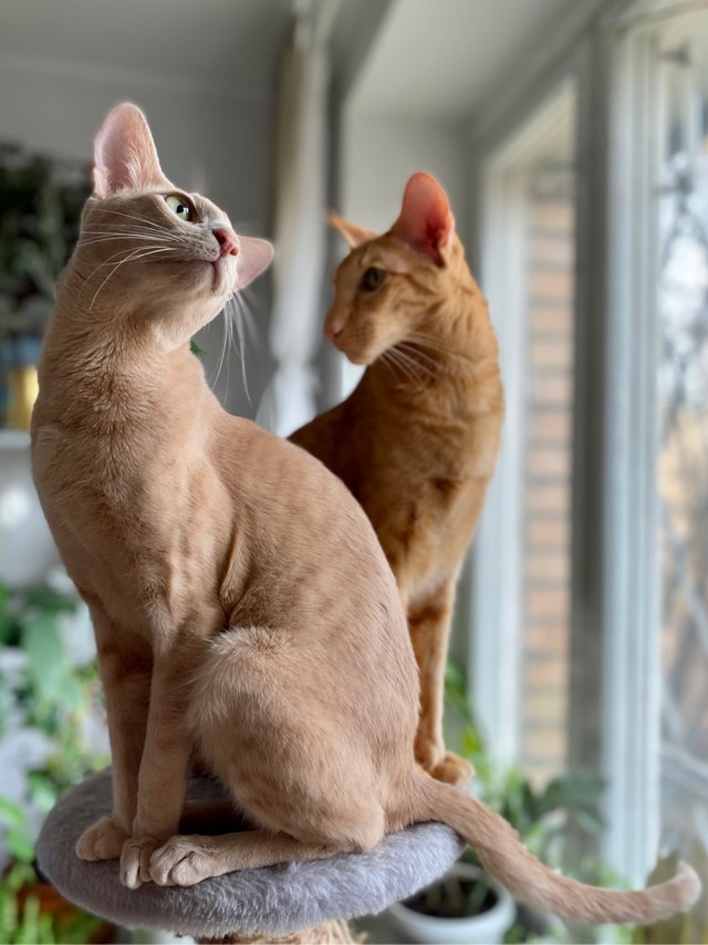 Вторник. Кото-вторник...