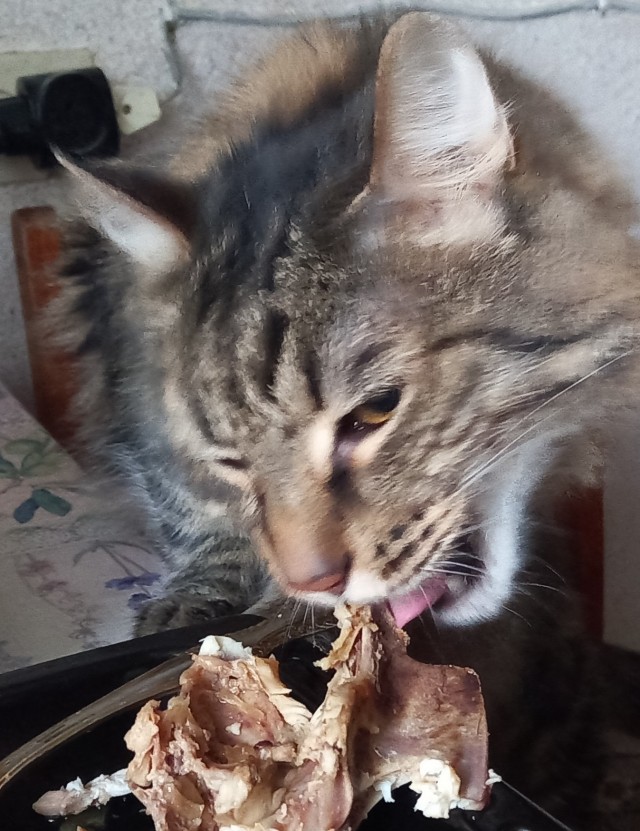 Котовторник же очередной