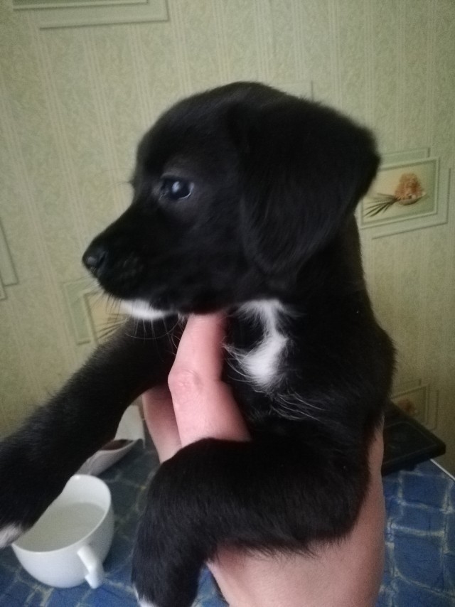 Собакочетверг же? Погнали!