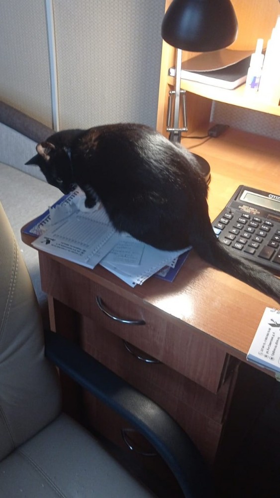 Первый котовторник 2022