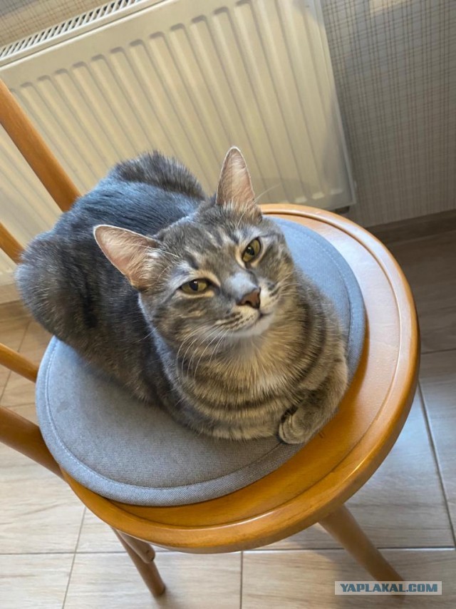 Котовторник 25.01.22