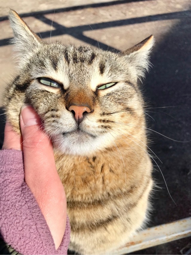 Котовторнику посвящается
