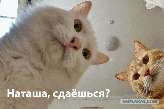 Наташа сдаётся в плен