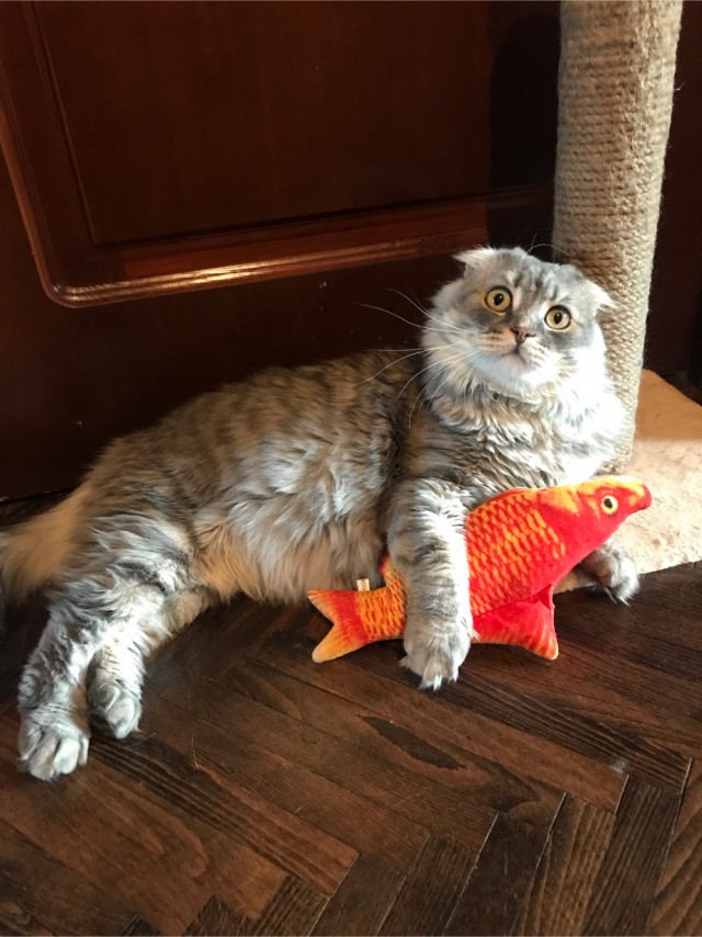 Котовторник.