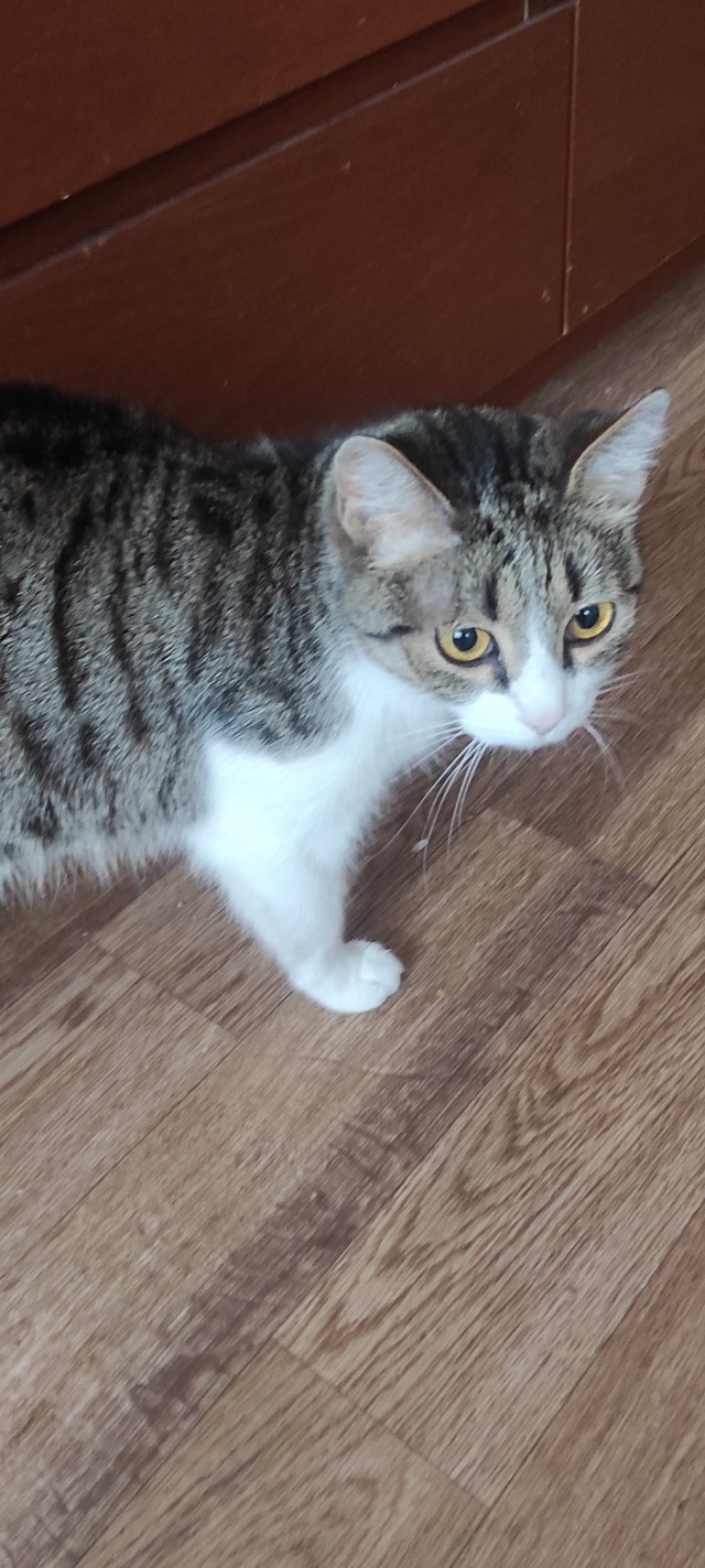 Начну котовторник чуть раньше!