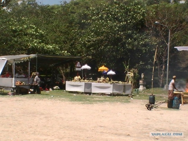 Они живут только 40 лет