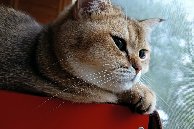 Котовторник 1.11.22