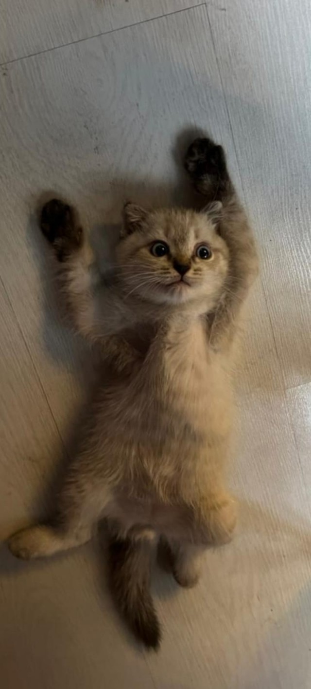 Котовторник, пополнение