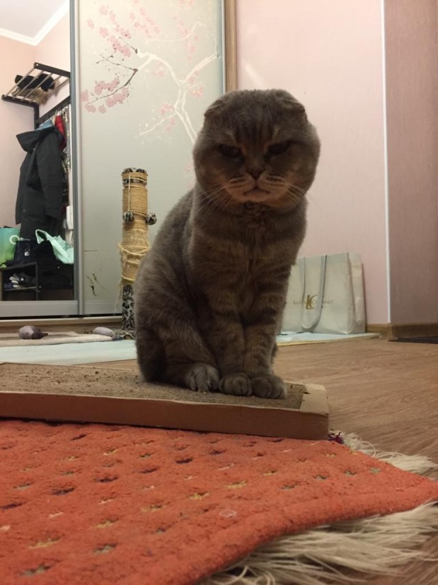 Вторник, ваши коты и кошки в студию