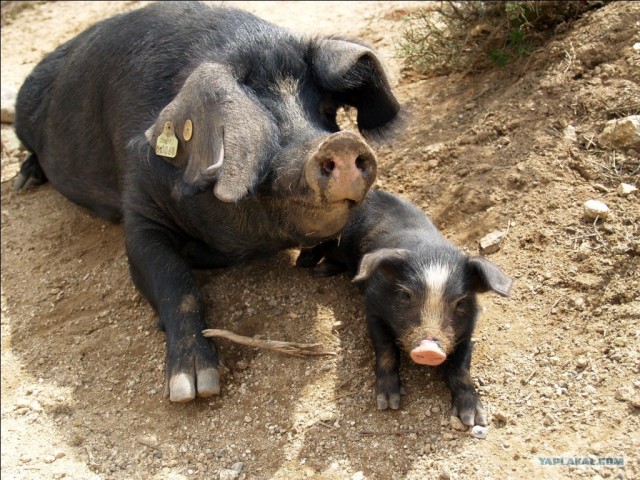 Франция. Корсика.