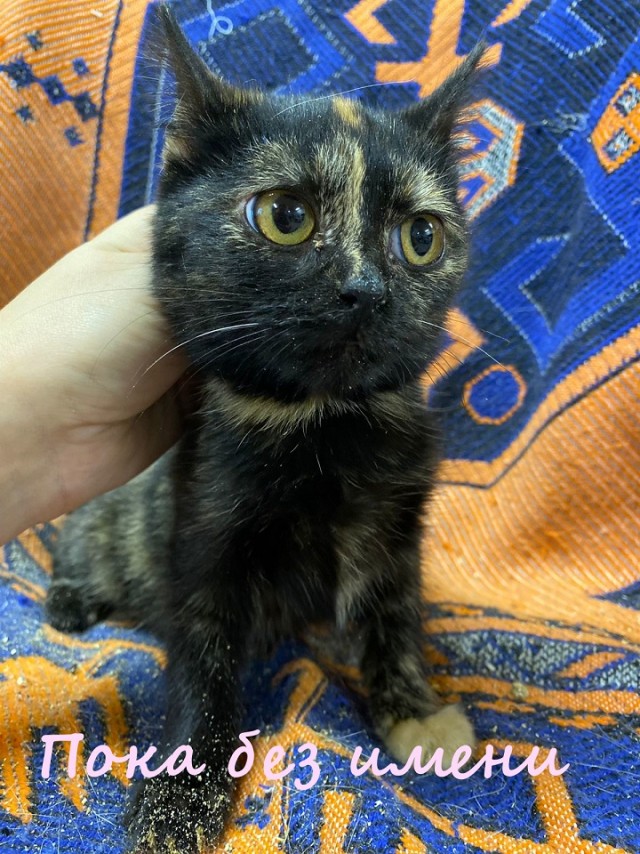 Жизнь домашнего приюта "Котоленд" 366