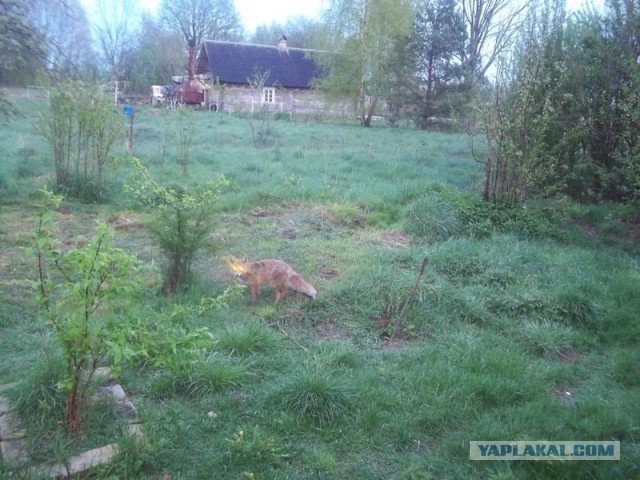 Жизнь домашнего приюта для котеек 445