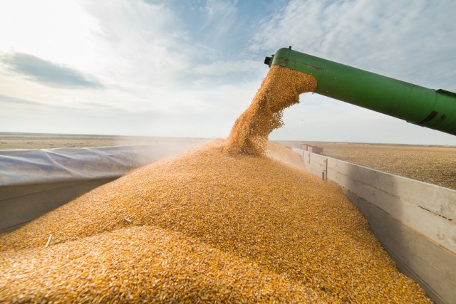 РФ в этом сезоне увеличила экспорт твердой пшеницы почти в 13 раз