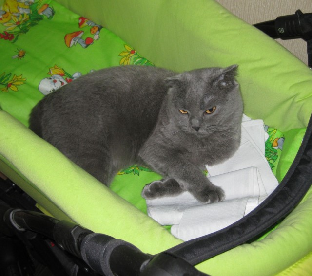 Котовторник 30.04.2013