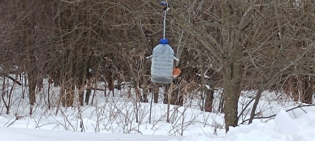 Свиристели, свиристели... пообедать прилетели!