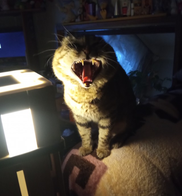 Толстые коты
