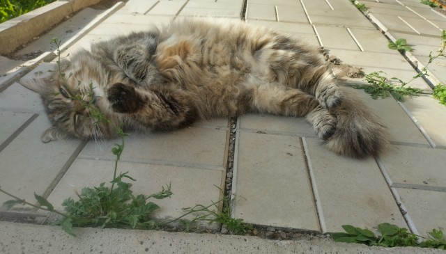 Котовторник!