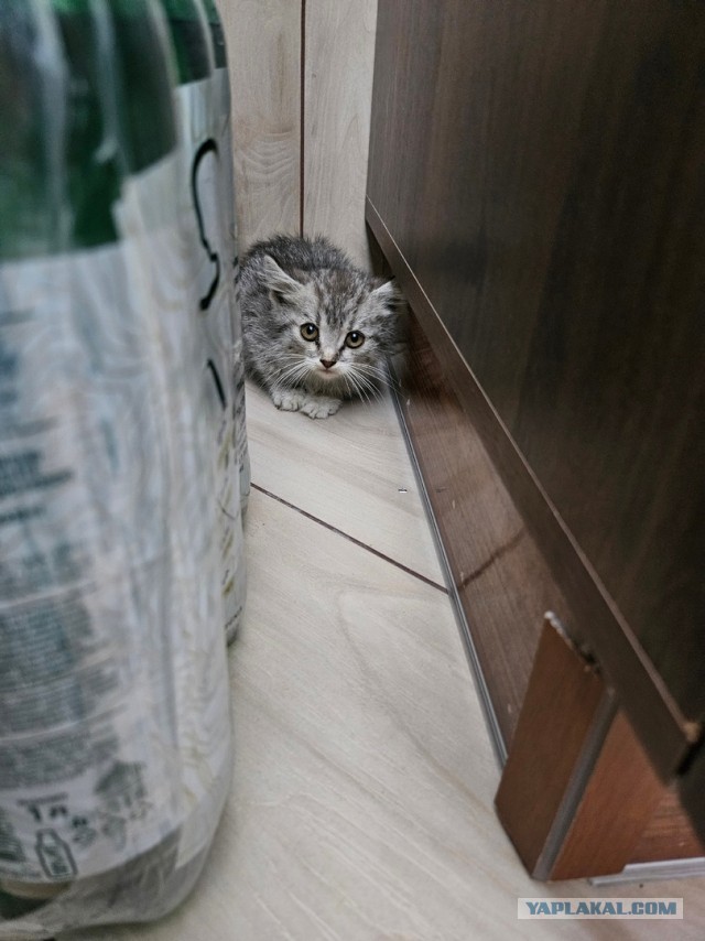 Не смог пройти мимо…